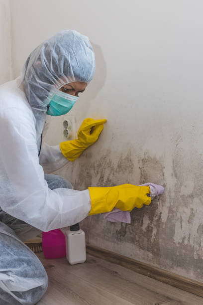 Best Attic Mold Removal  in Weaver, AL