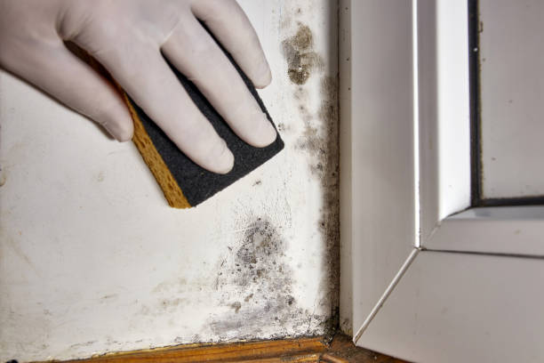 Best Asbestos and Lead Testing During Mold Inspection  in Weaver, AL